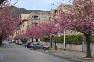 Ciliegi-Via-XX-Settembre (1)