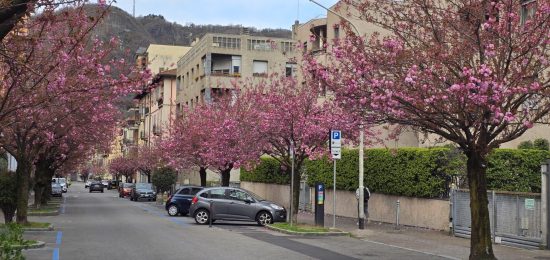 Ciliegi-Via-XX-Settembre (1)