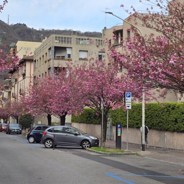 Ciliegi-Via-XX-Settembre (1)