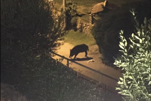 Cinghiale_San_Fermo_2