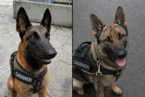 Cooper-Roxy-Cani-Antidroga-Combo