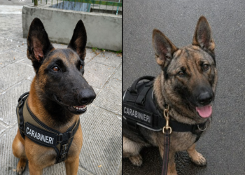 Cooper-Roxy-Cani-Antidroga-Combo