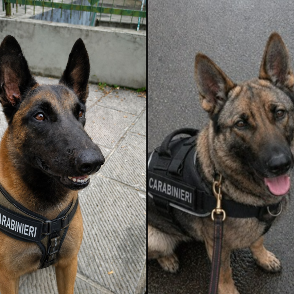 Cooper-Roxy-Cani-Antidroga-Combo