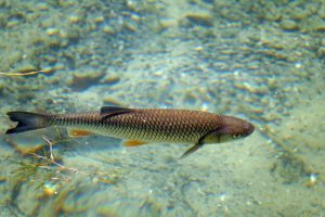 Whitefish,At,The,Lake,Constance