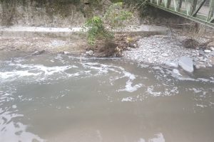Cosia-Schiuma (2)