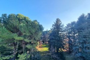 Erba_parco_via_Volta_alberi_3