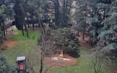 Erba_taglio alberi v. Volta_21213_r