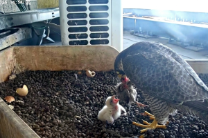 Falchi-Pirellone-Milano-1