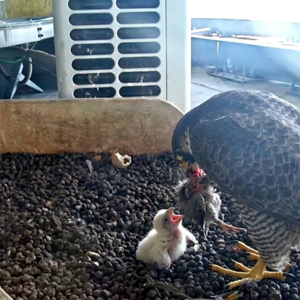 Falchi-Pirellone-Milano-1