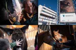 Fiera-Cavalli-Verona-Combo