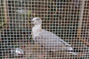 Gabbiano-Reale-Salvato-Dongo (1) Gabbiano-Reale-Salvato-Dongo (1)