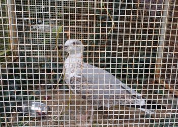 Gabbiano-Reale-Salvato-Dongo (1) Gabbiano-Reale-Salvato-Dongo (1)