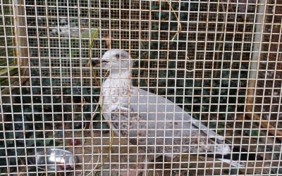 Gabbiano-Reale-Salvato-Dongo (1) Gabbiano-Reale-Salvato-Dongo (1)