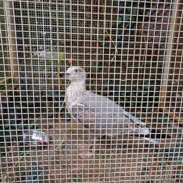 Gabbiano-Reale-Salvato-Dongo (1)