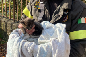Gatto-Salvato-Vigili-Fuoco-Nesso
