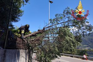 Moltrasio-Albero-Regina-Vigili-Fuoco (2)