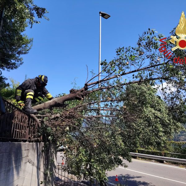 Moltrasio-Albero-Regina-Vigili-Fuoco (2)