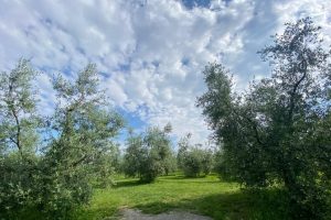 Parco_degli_Ulivi_6-e1747059343232
