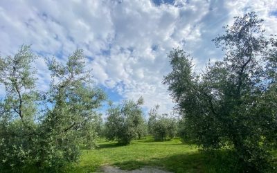 Parco_degli_Ulivi_6-e1747059343232