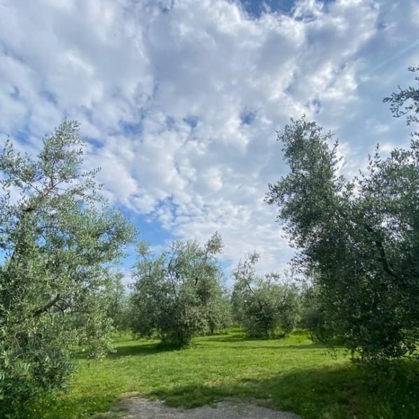 Parco_degli_Ulivi_6-e1747059343232