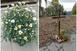 PhotoCollage_20221030_093211289