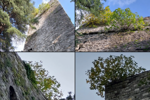 Piante-Torre-Gattoni-Combo