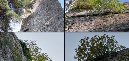 Piante-Torre-Gattoni-Combo