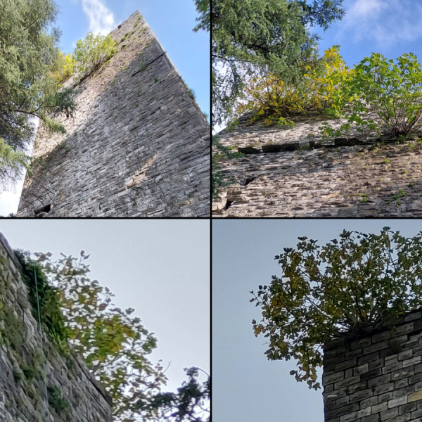 Piante-Torre-Gattoni-Combo