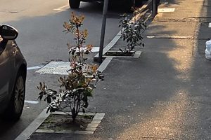 Piante-Via-Dottesio (3)