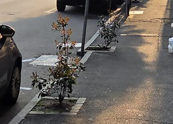 Piante-Via-Dottesio (3)