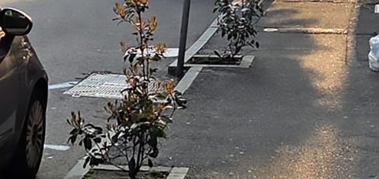 Piante-Via-Dottesio (3)