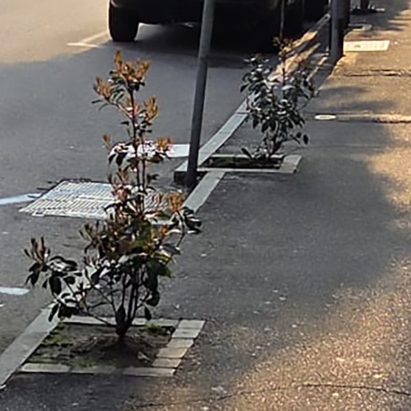 Piante-Via-Dottesio (3)