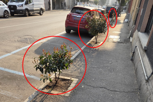 Piante-Via-Dottesio (6)