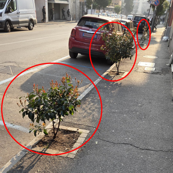 Piante-Via-Dottesio (6)