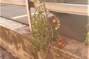 Pomodori_2