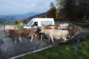 Roadmovie