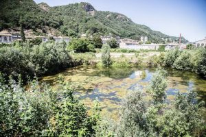 Stagno_ticosa-6963