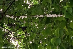 Takahashia-Japonica-Via-Leoni (4)