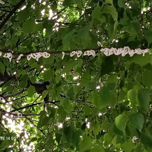 Takahashia-Japonica-Via-Leoni (4)