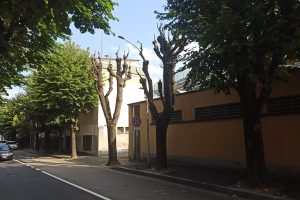 Viale Masia - potatura alberi1