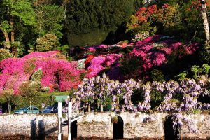 Villa-Carlotta-Orto-Botanico-Fiori