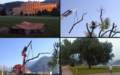 Villa-Olmo-taglio-olmo-combo