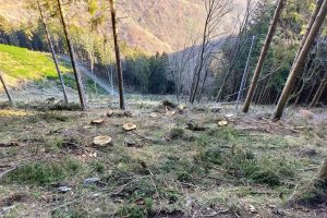 alberi bisbino (8)