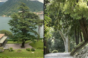 alberi-parco-villa-grumello-combo