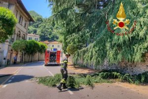albero 2