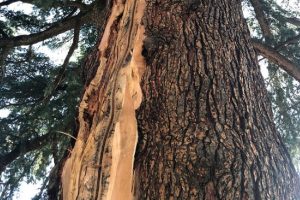 albero 5