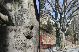 albero-amanti-brunate-combo