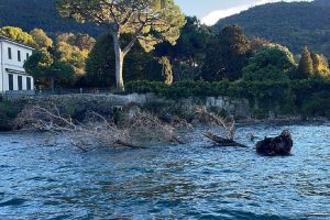 albero-bellagio-lago-vigili-fuoco-2