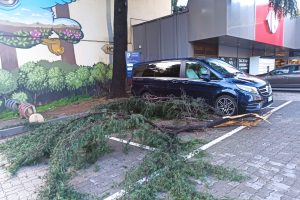 albero caduto 2