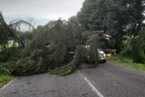 albero caduto 2